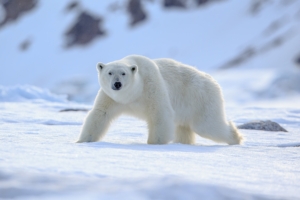 Polar bear on Svalbard.